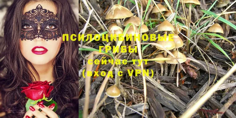 Галлюциногенные грибы Cubensis  даркнет клад  Белозерск 